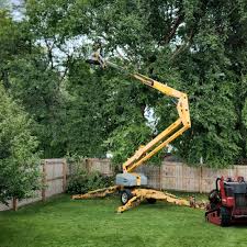 How Our Tree Care Process Works  in  West Alexandria, OH