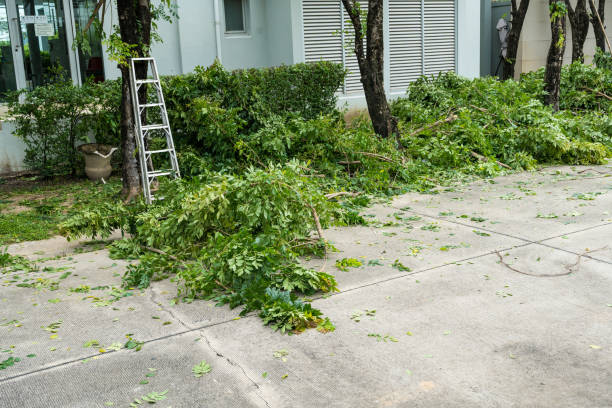 Trusted West Alexandria, OH Tree Removal Experts